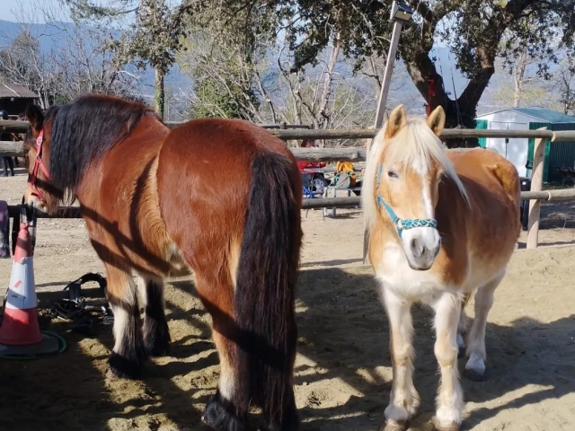 Nuestros ponis os están esperando