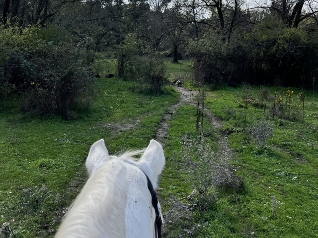  noble horses 