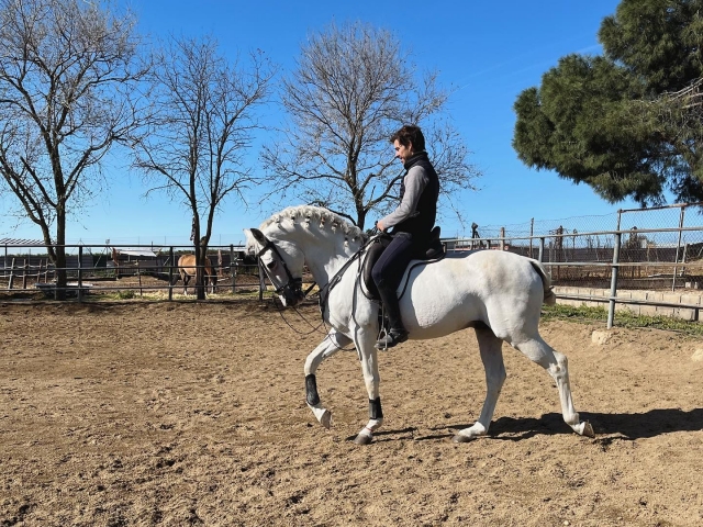  Equestrian in Madrid 