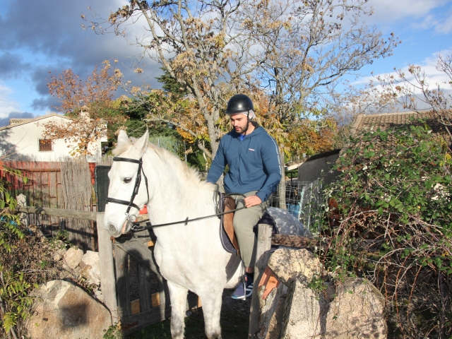 Pferd in Madrid 