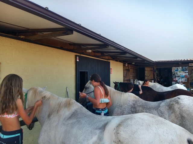  prendre soin des chevaux 