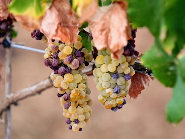  vinas e vinho