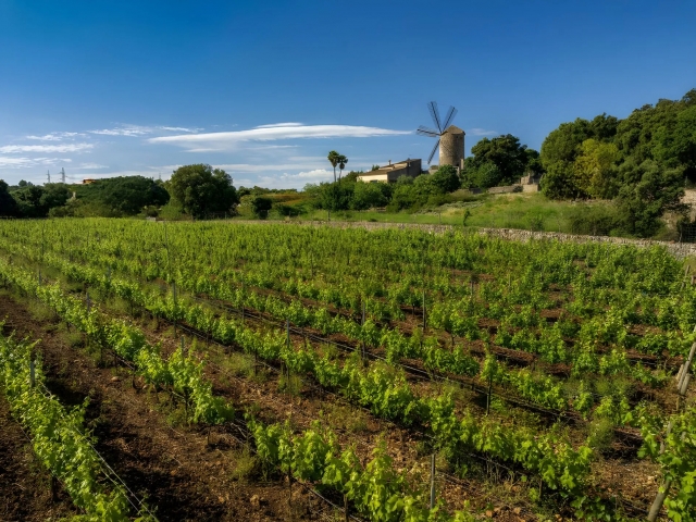 Visitez notre vignoble 