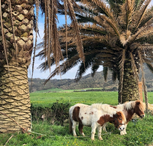  I nostri pony pronti per il percorso