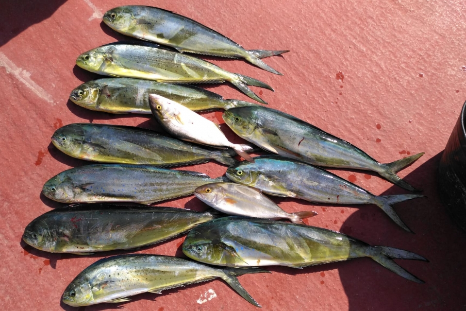 Pesca ad Alicante 
