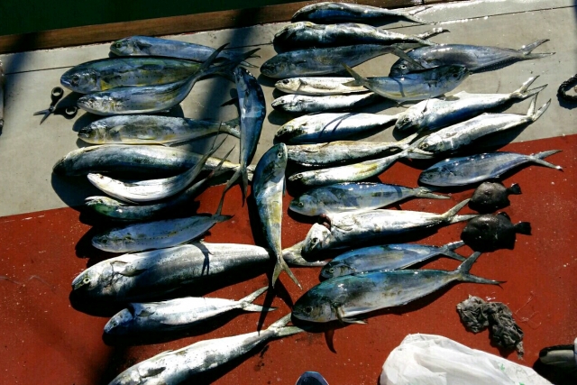  Fishing in Alicante 