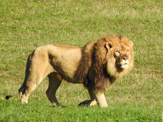 León en Cabárceno