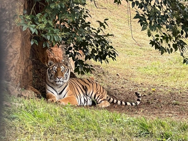 Tigre descansando