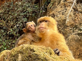Prezzo del biglietto Cabárceno per bambini mezza stagione