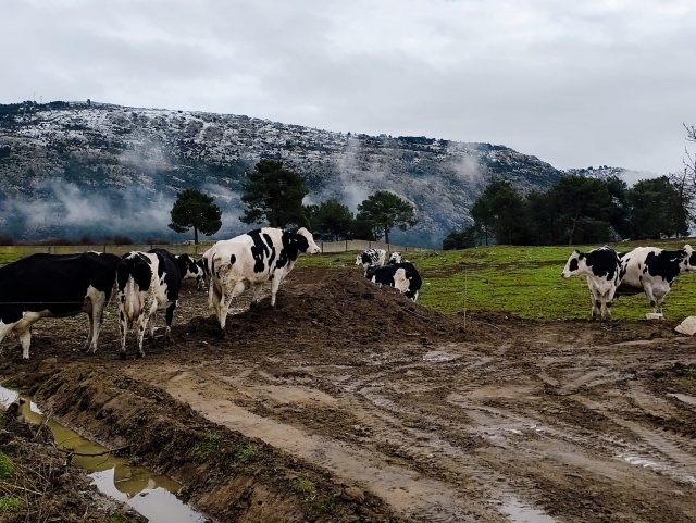  Le mucche in fattoria 