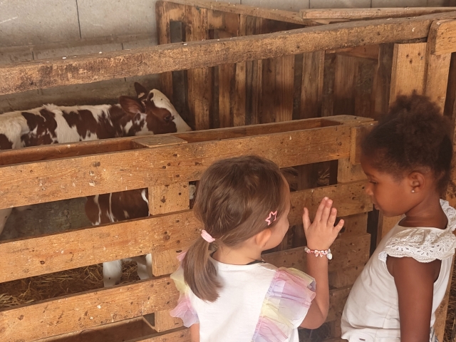 Ragazze osservano il vitello in fattoria 