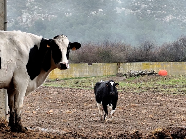  Mucche in campo aperto 