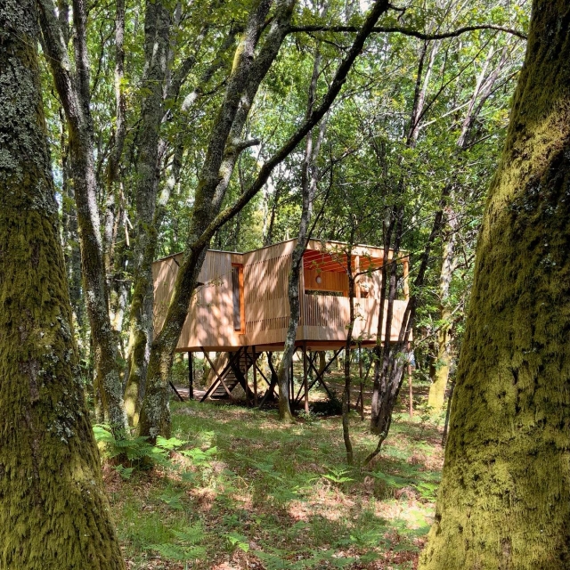  Hütte zwischen Bäumen 