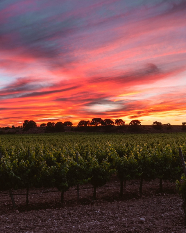 Vignes au coucher du soleil 