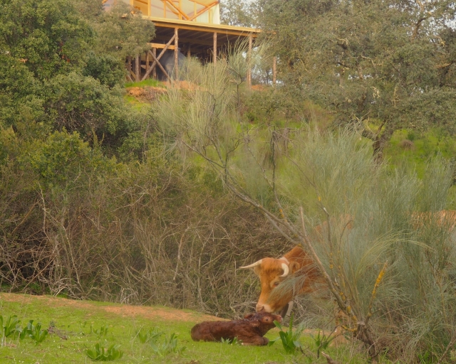  Environnement de rêve 