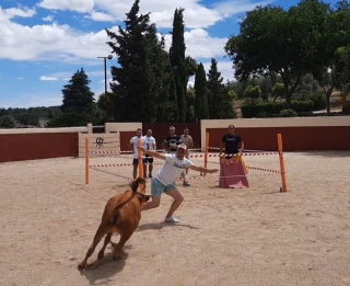 Capea con comida y piscina Talavera de la Reina 7h
