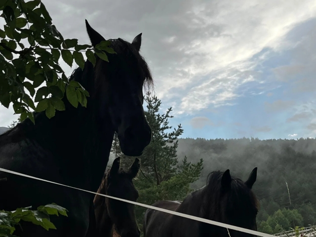 Caballos y naturaleza