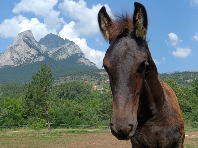Hipica junto al Pedraforca