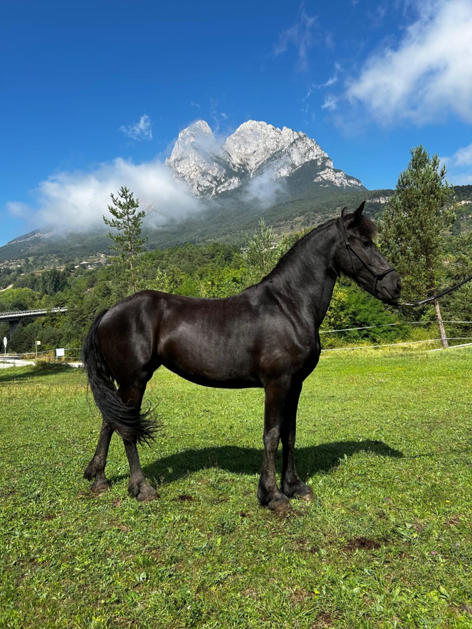 Caballos y naturaleza