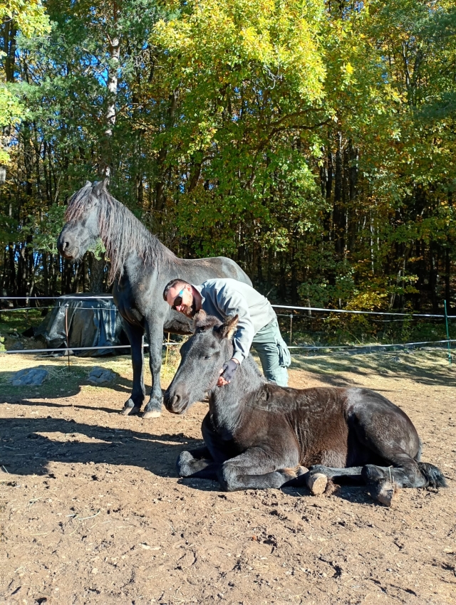 Descansando con los caballos