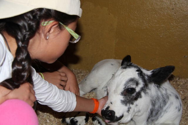 Conociendo a los animales de la granja