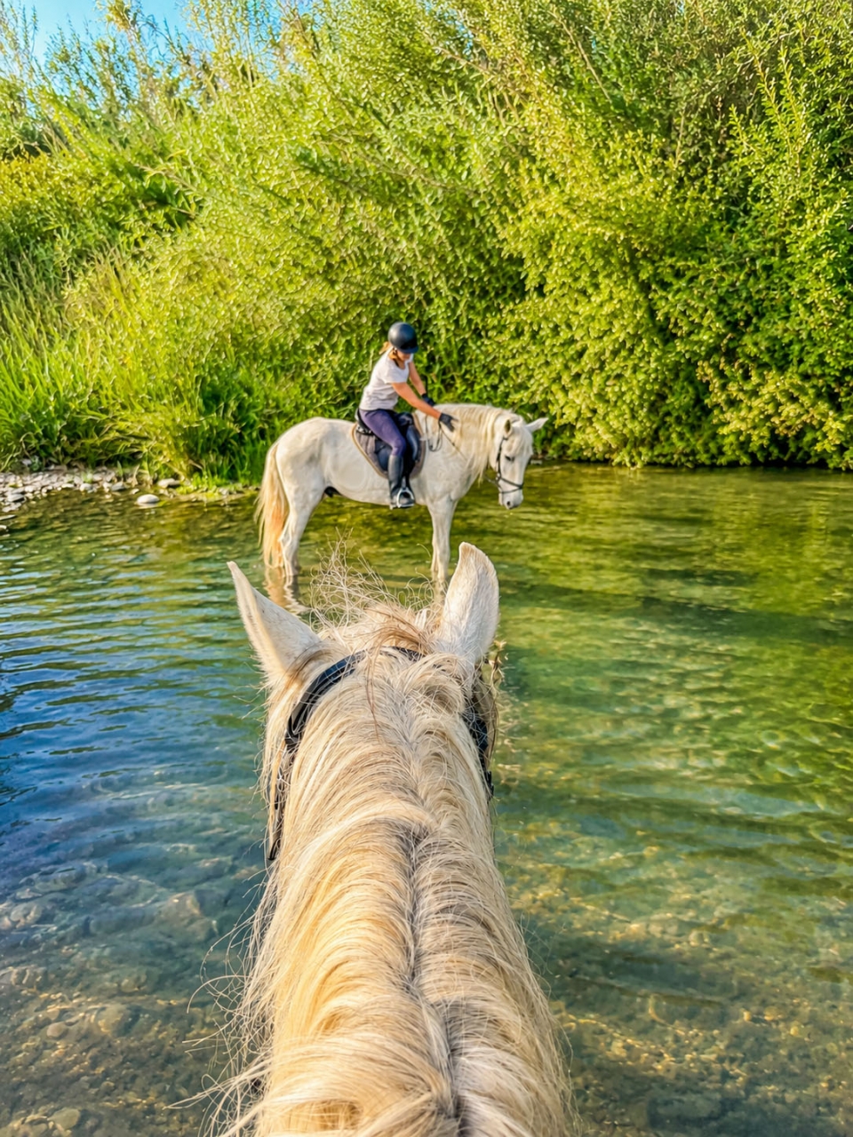  Mit Pferden durch das Wasser 
