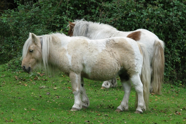 Lernen Sie unsere Ponys kennen