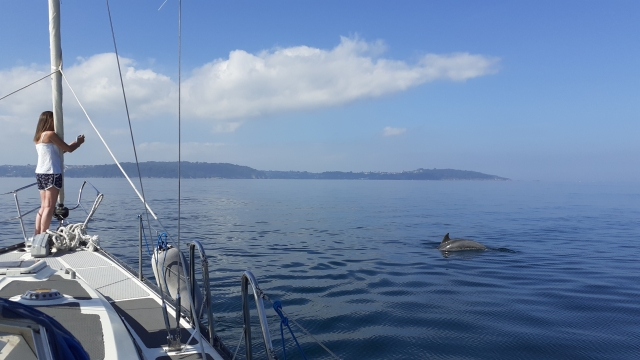  Enjoy the company of dolphins during this experience