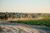 Itinerario a cavallo attraverso i vigneti di Sanlúcar Manzanilla 2h