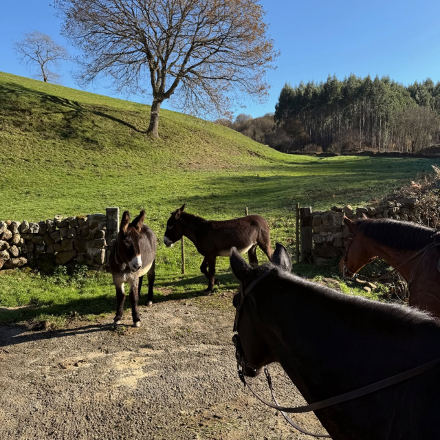  Auf unserer Route treffen wir Tiere 