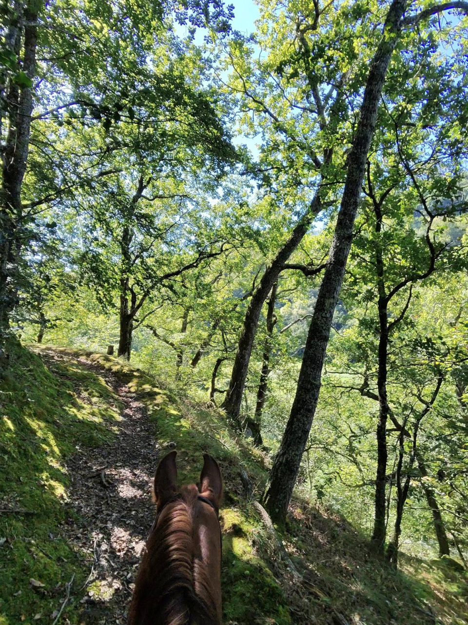  Spaziergang mit Blick auf das Reservat auf dem Rücken eines Pferdes 