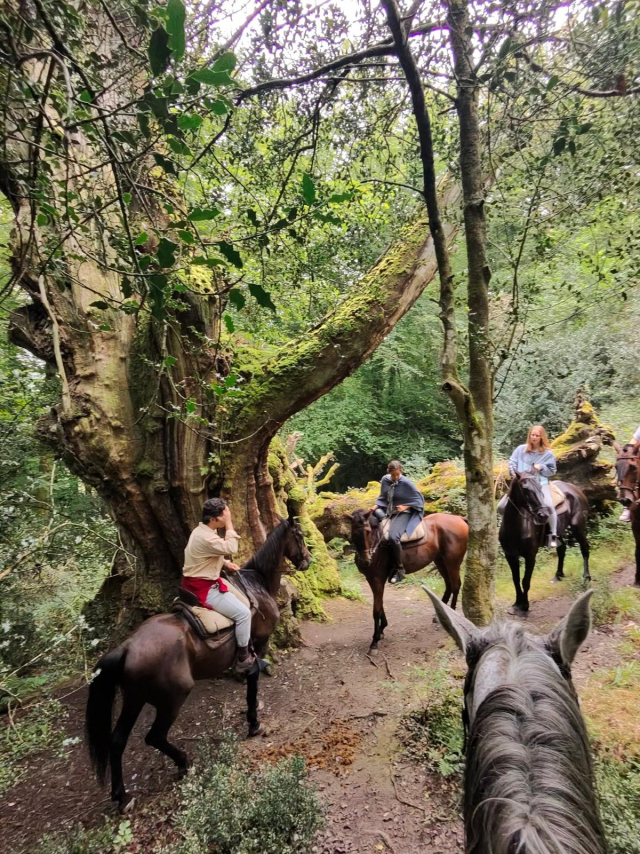 Parcours équestre à travers la réserve de Saja 3 heures