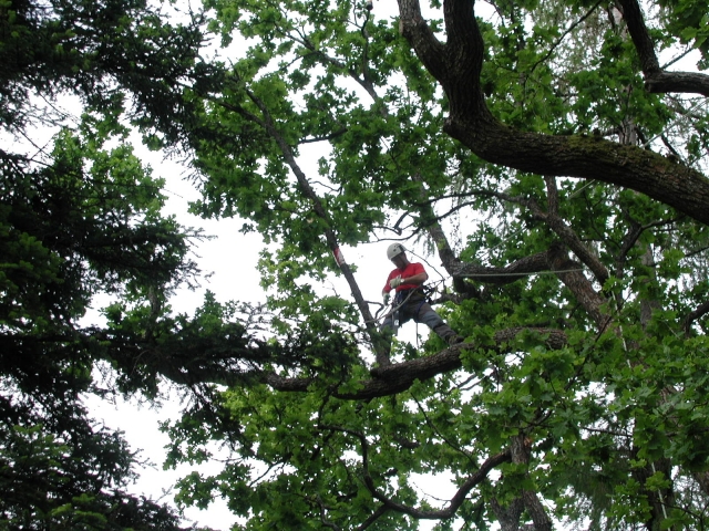 Parque de Aventura para Niños/Adultos Leonessa