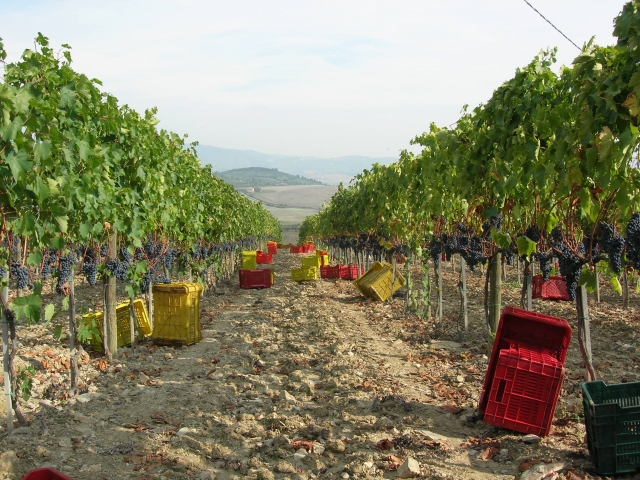 Monte Amiata Food and Wine Tours+2Notti Living Room