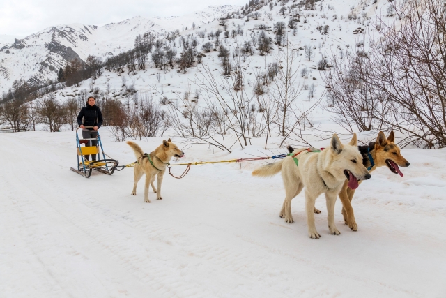 Trineo tirado por perros con husky de Alaska en Monte Crocetta para adultos