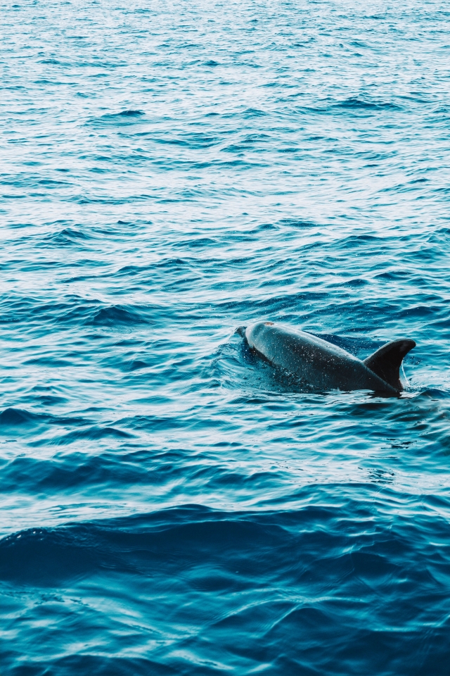 Dolphin watching Giardini Naxos 2 hours children