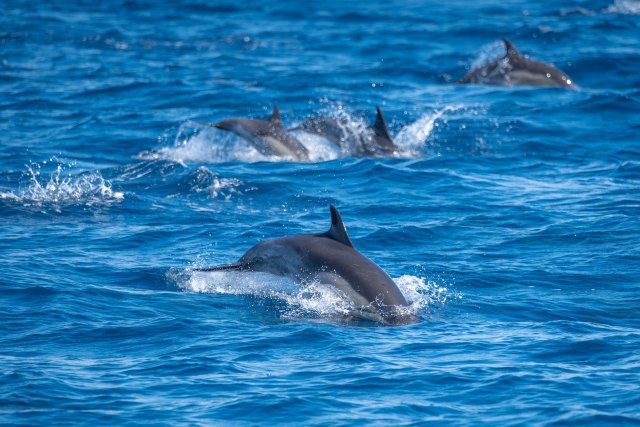 Observação de golfinhos de barco 3h na Marina de Cugnana