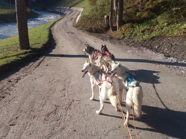 Paseo con perros en el Valle del Piave 1 hora y 30 minutos