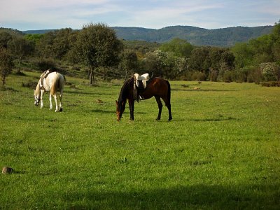 Caballos y Naturaleza