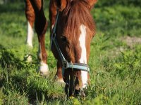  Grazing in the farm