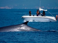 Avistamiento de cetaceos Tarifa Gibraltar