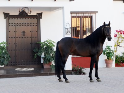 Centro Hipico La Herradura