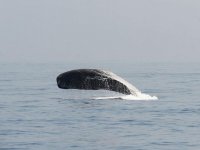  Cétacés à Gibraltar 