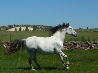 Cheval au galop 