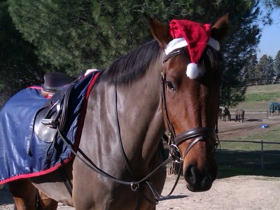 Campamento hípico de Navidad en Alcorcón 5 días