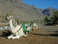 Camellos tumbados al sol