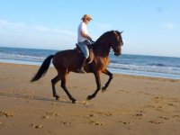  Cavalo na praia 