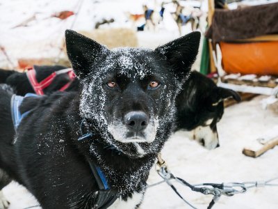 Mushing 2 km y moto de nieve 1 hora Grandvalira