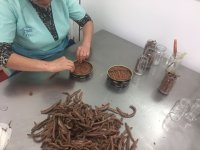  Visit the canned anchovy factory 