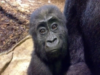 Baby gorilla 